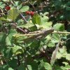 Kroatien 2005 304